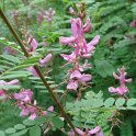 Indigofera heterantha fleur P28